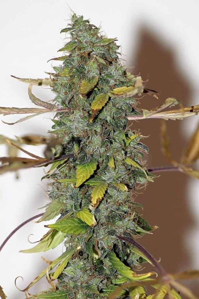 xseedsman reg purple bud 26.jpg.pagespeed.ic .pWDY4mA31g1