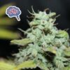 Amnesia Auto