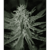 Automatic Fini SuperStrains Autoflowering Cannabis Seeds 800x8001