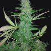 Big Low Seeds of Life Cannabis Samen1