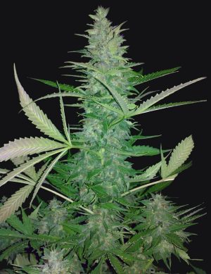 Big Low Seeds of Life Cannabis Samen1