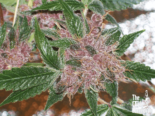 Blackwater 56c33c4843ef61