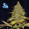 C99 x Blueberry Fast