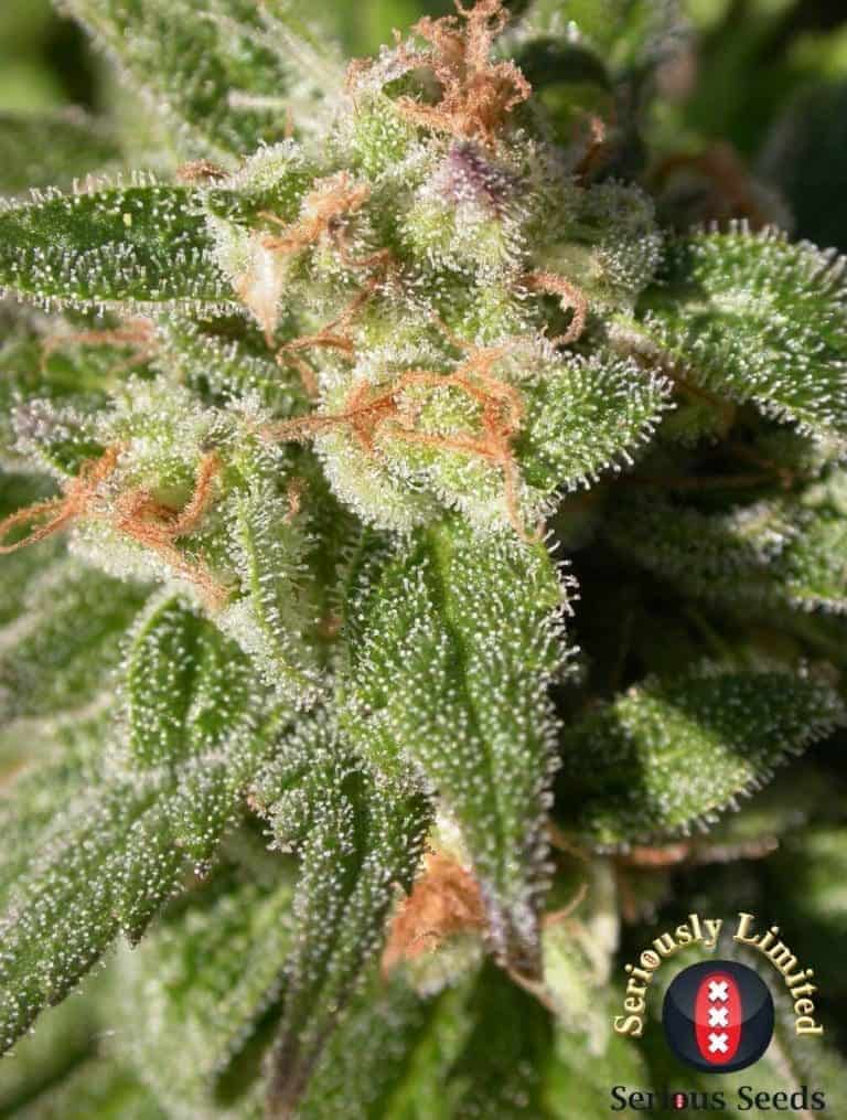 CBD enriched20Warlock20 20close20up20picopt1