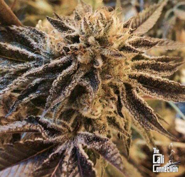 Corleone Kush 56c343dbcdfc51