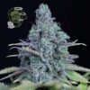 jack herer nasiona konopi