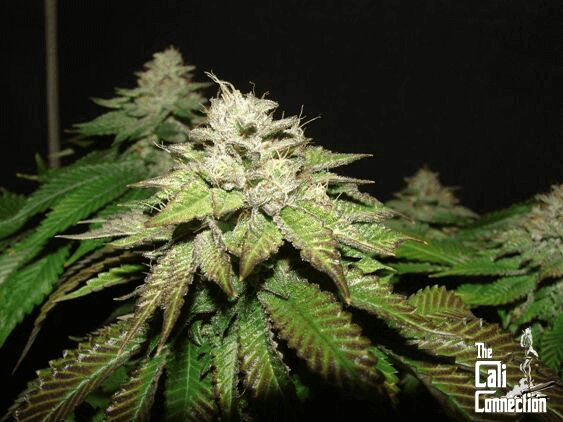Pre 98 Bubba BX2 56c34f1c68e871
