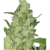 Turing Autoflower SuperStrains Autoflowering Cannabis Seeds 800x8001