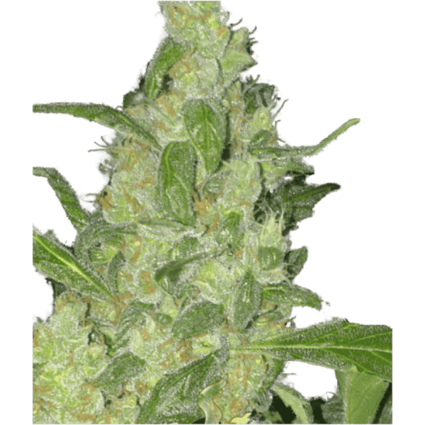Turing Autoflower SuperStrains Autoflowering Cannabis Seeds 800x8001