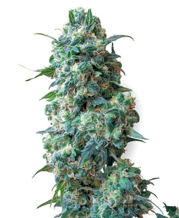 afghan kush xl1 1