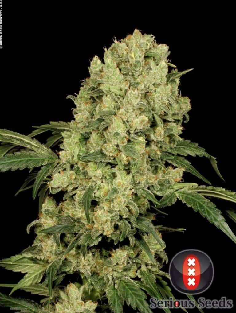 ak 47 hoofdtop choice 4 pic1 1