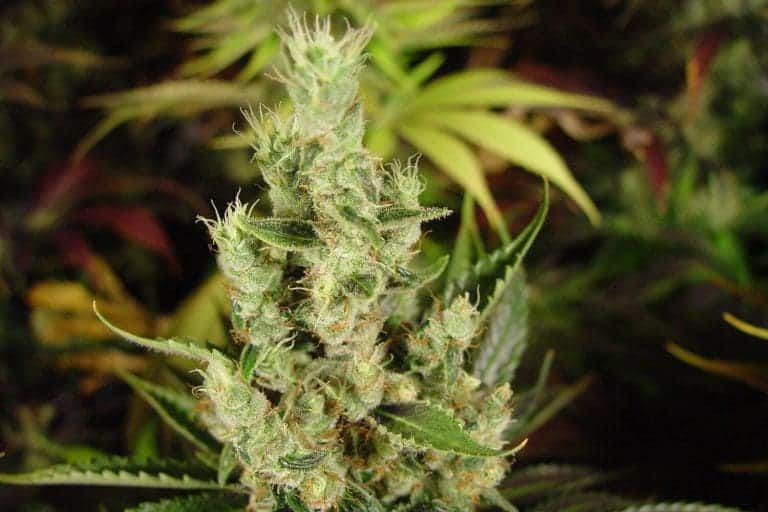soma seeds amnesia haze