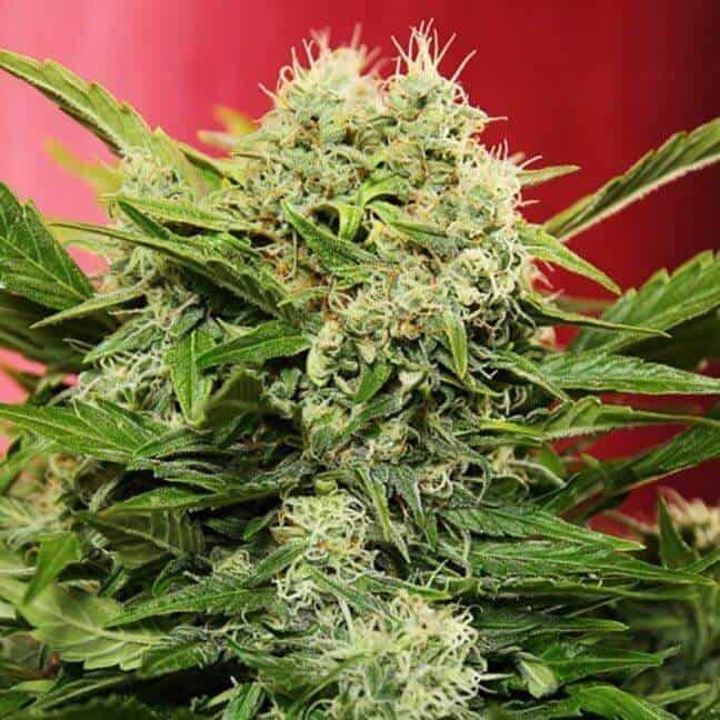 auto chronic ryder1