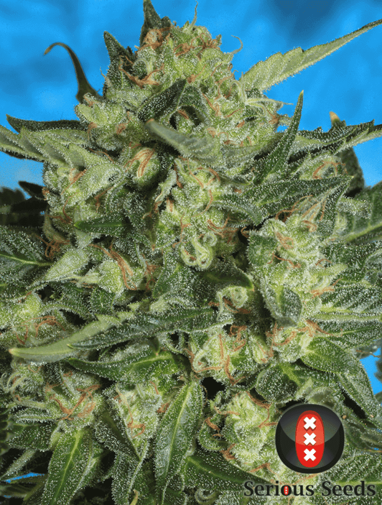 autoflowering wr 1 detail choice 3 pic 01
