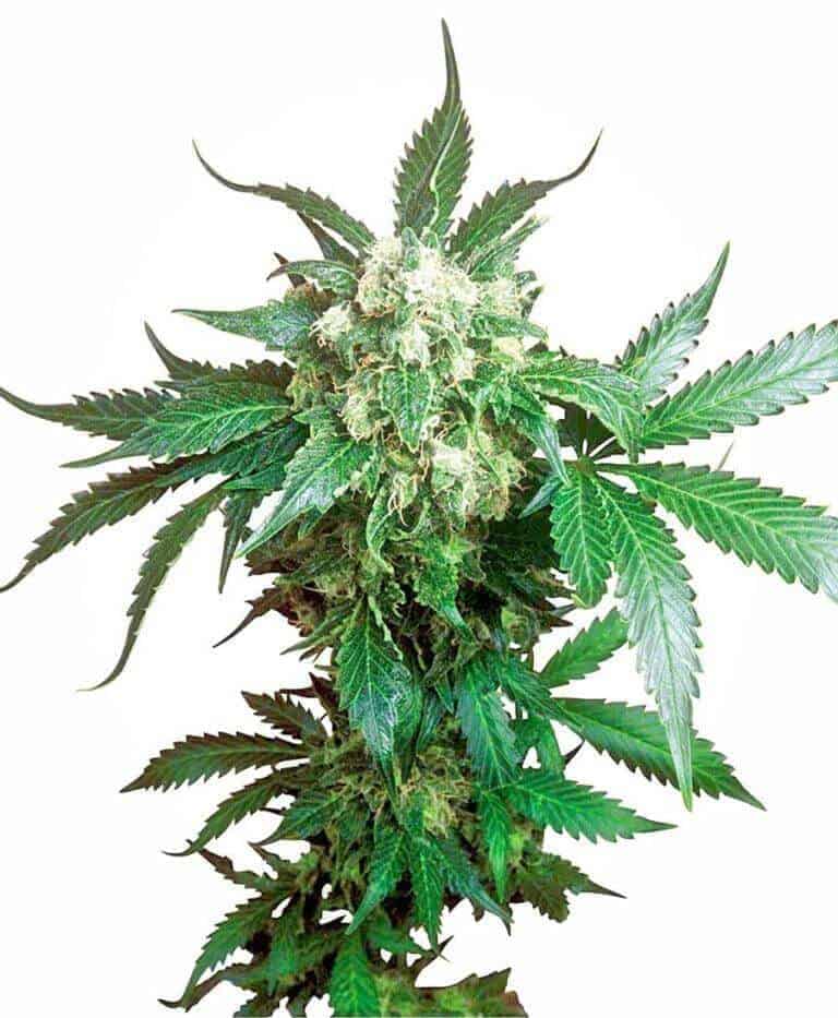 Black Domina Regular od Sensi Seeds