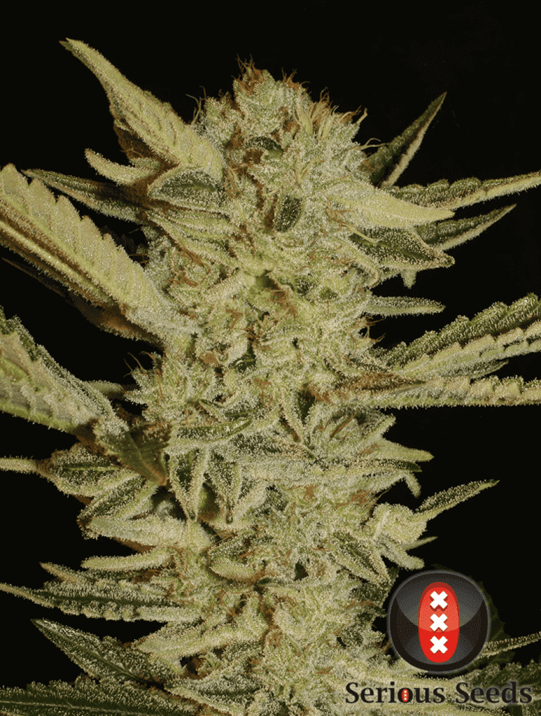 bubble gum topbud choice 1 pic1
