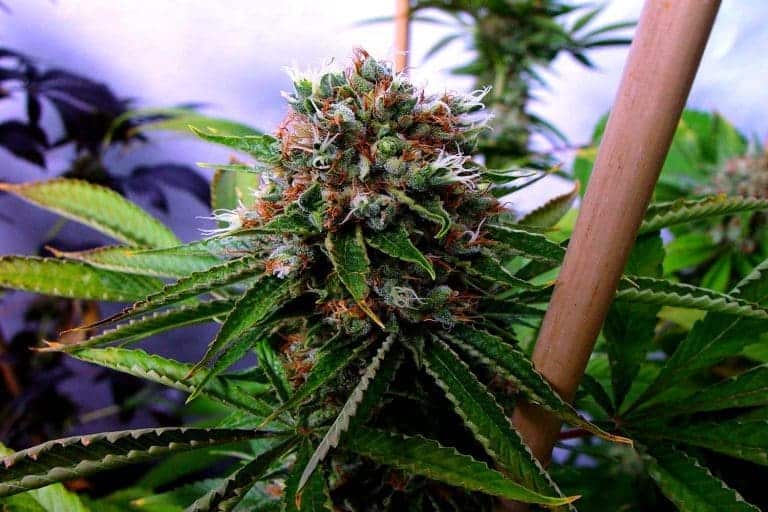buddhas sister 11