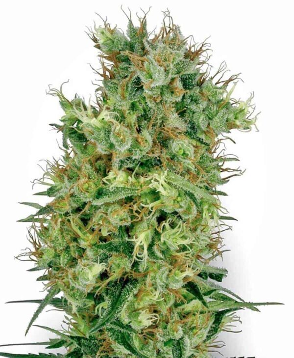 cali orange bud xl1 1