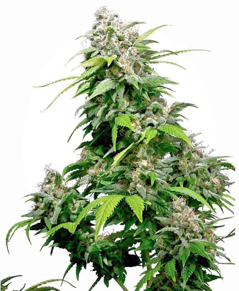 california indica xl1