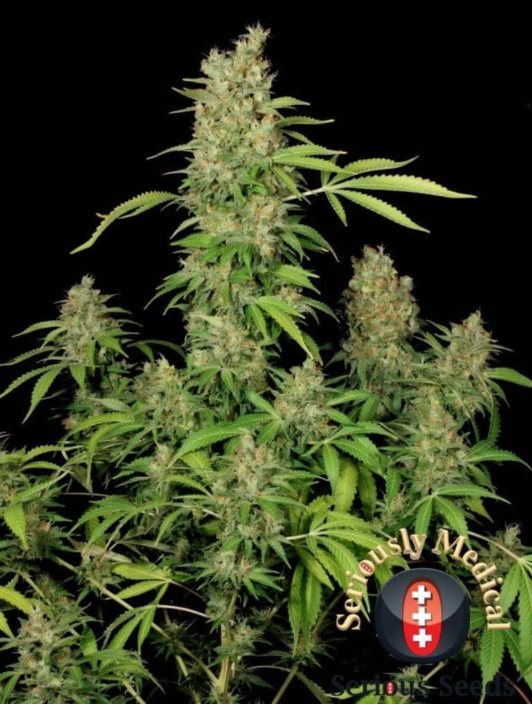 cbd chronic   pic 03   final 11