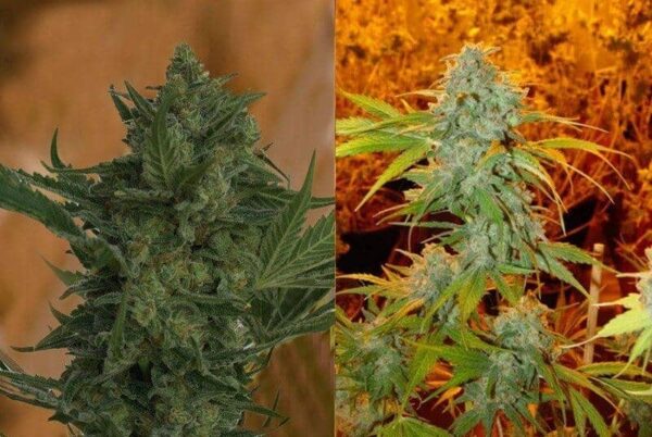 criticalhaze 2 11