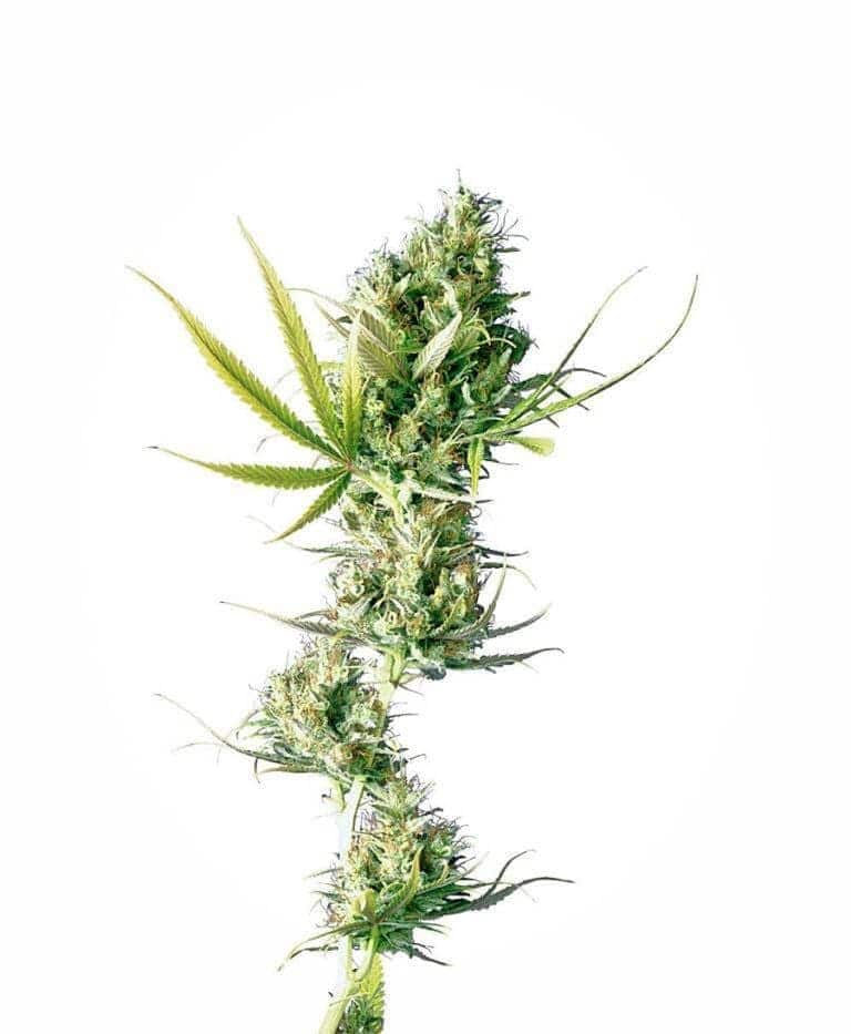 durban feminizowane xl1