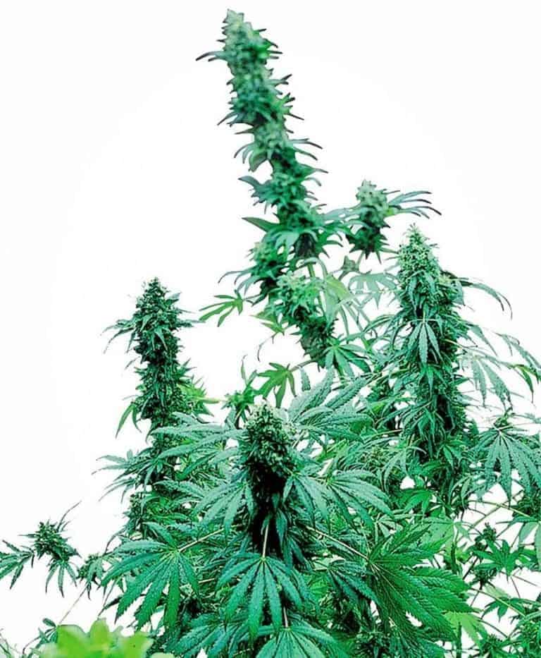 early skunk feminizowane xl1