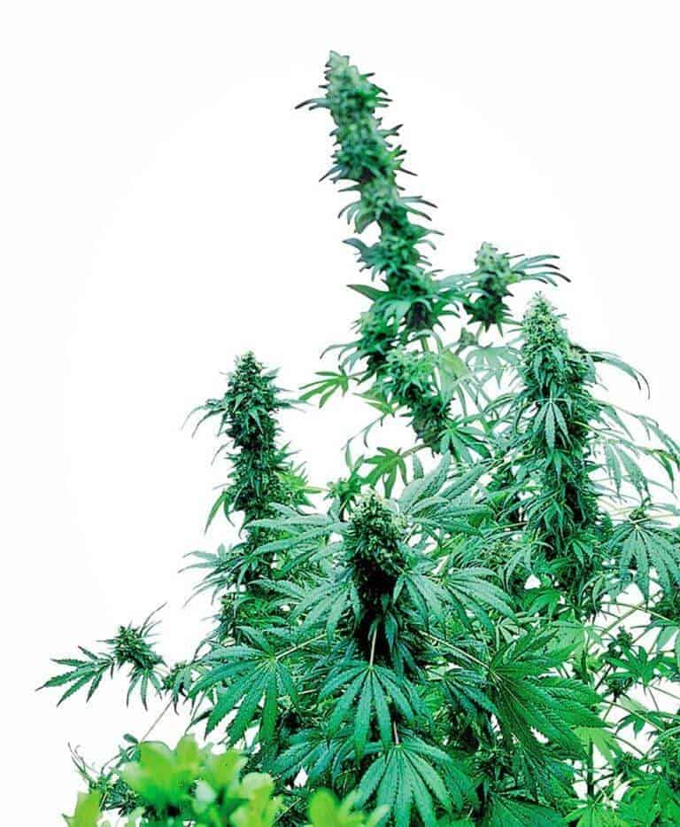 early skunk xl1