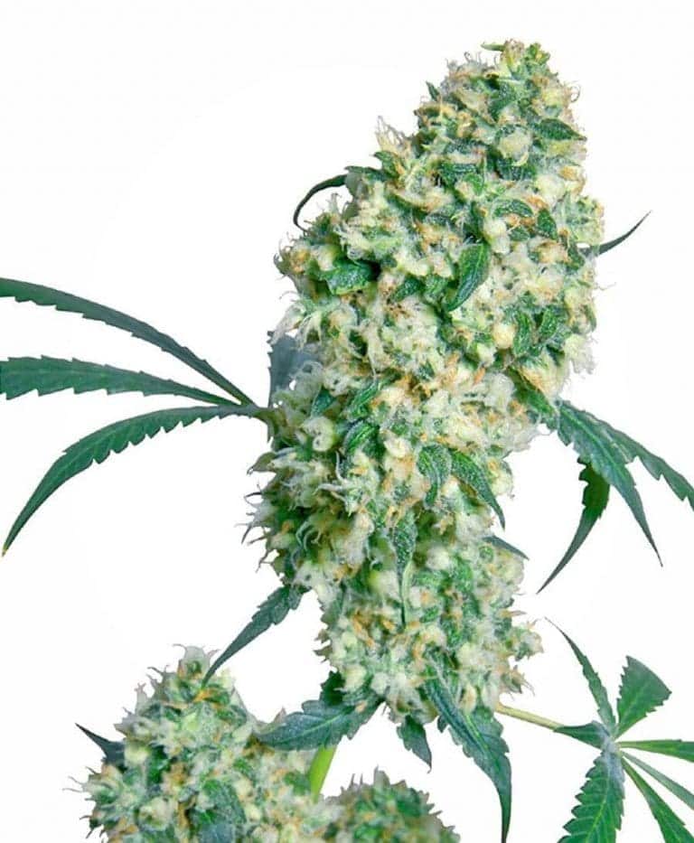 ed rosenthal super bud xl1