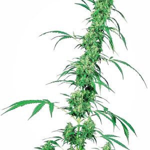 fruity juice xl1