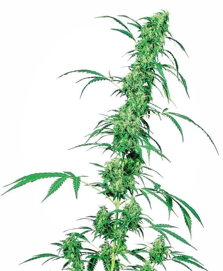 fruity juice xl1