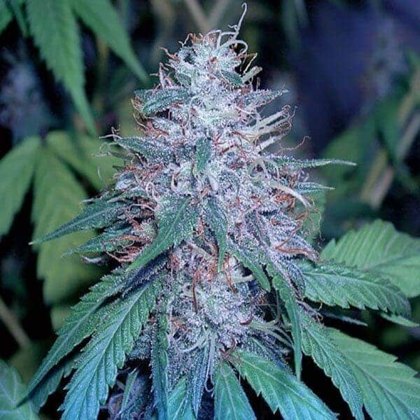 grape kush feminized1