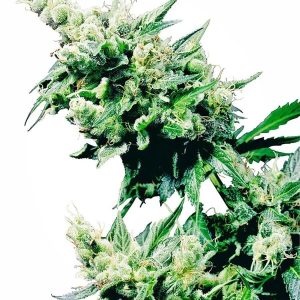 hash plant xl1