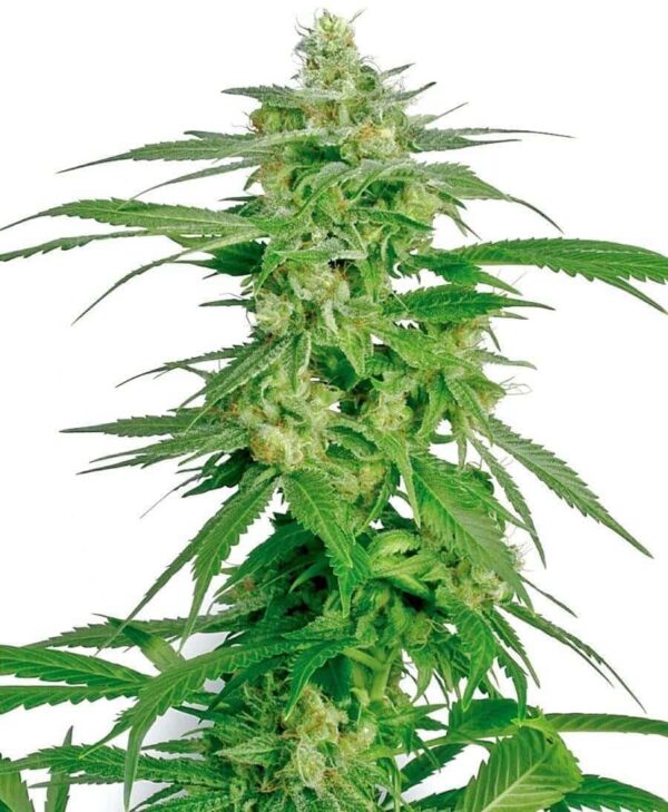 hollands hope xl1 1