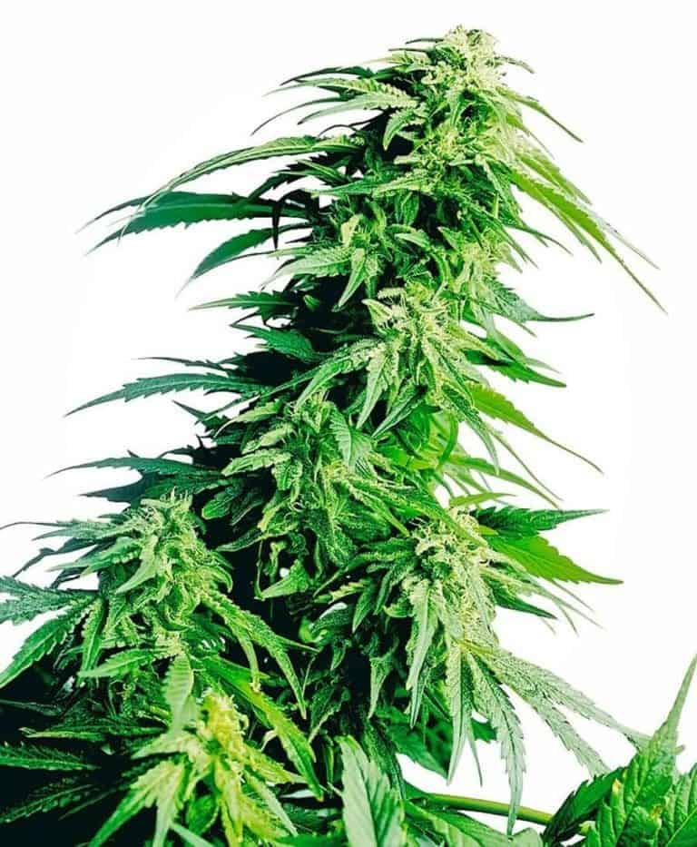 hundu kush xl1