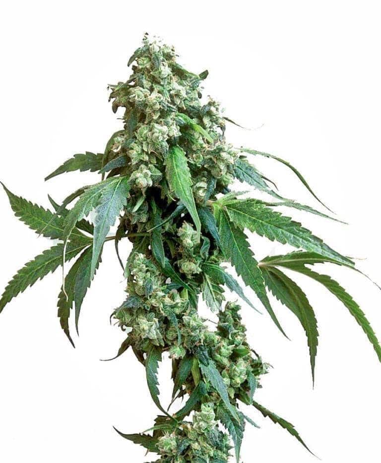 jack flash 5 feminizowane xl1
