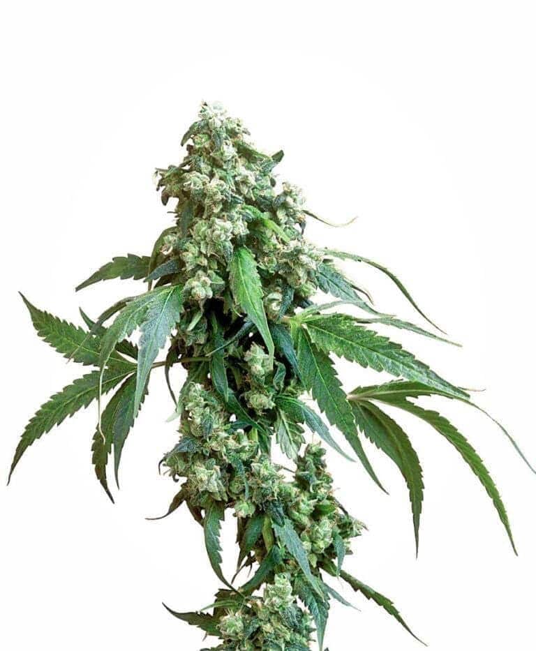 jack flash xl1