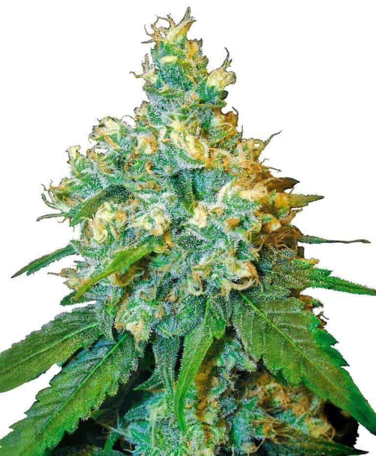 jack herer feminizowane nasiona konopi