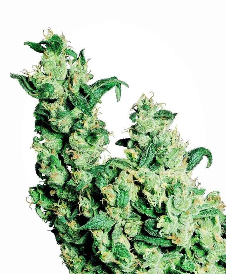 Jack Herer Regular