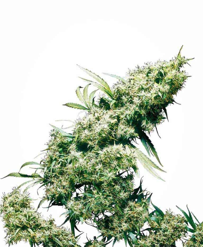 jamaican pearl feminizowane xl1