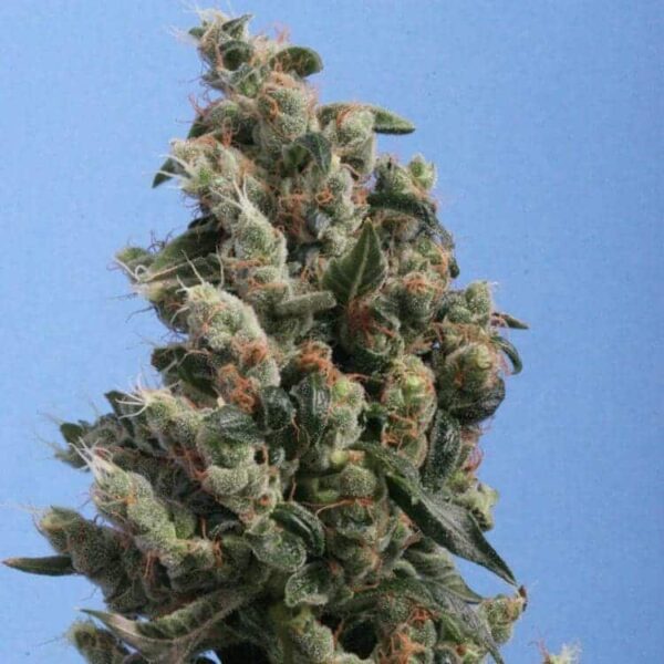 kushage21