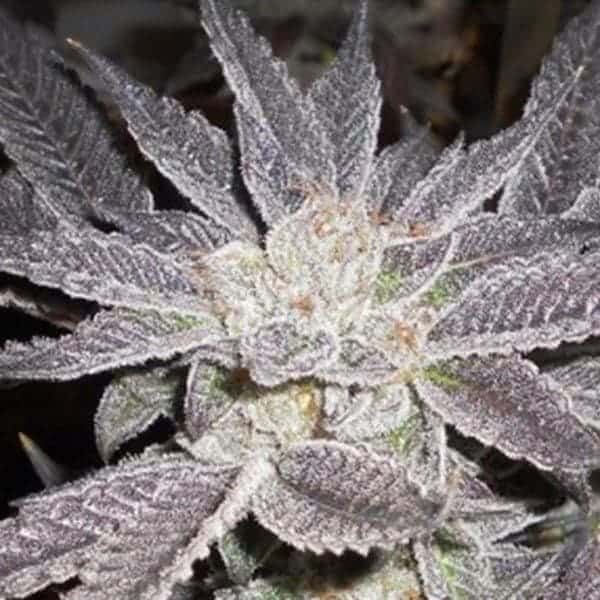 la affie feminized1