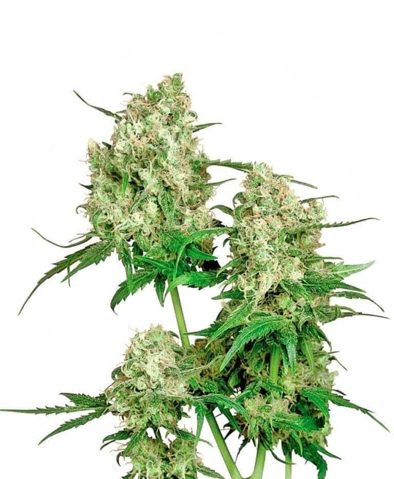 maple leaf indica xl1