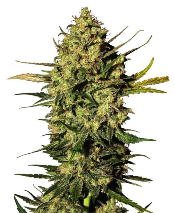master kush autoflowering xl1 1