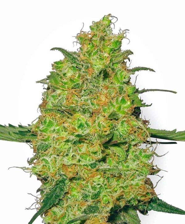master kush xl3