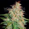 mazar x white rhino 11