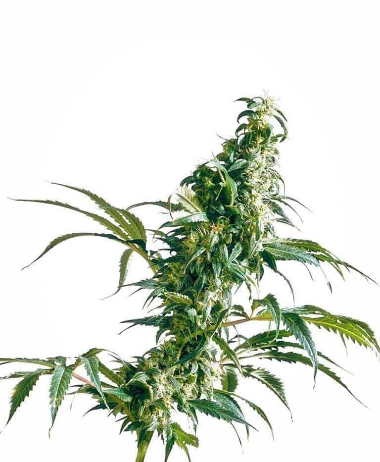 mexican sativa xl1