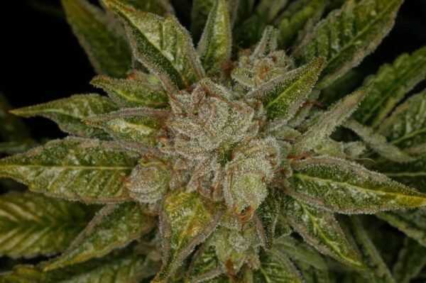 mk ultra thseeds1