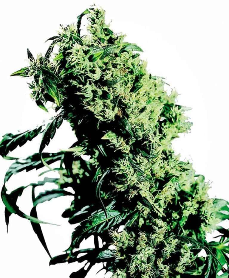 northern lights 5 x haze feminizowane xl1