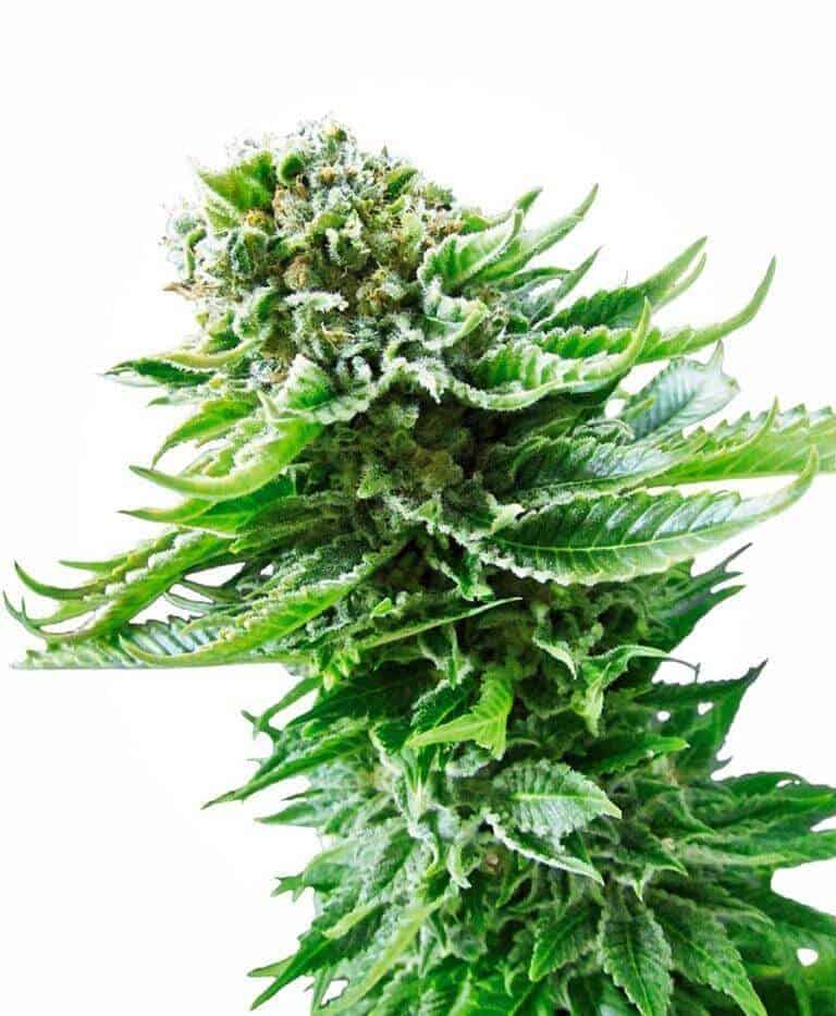 Northern Lights Automatic - Sensi Seeds
